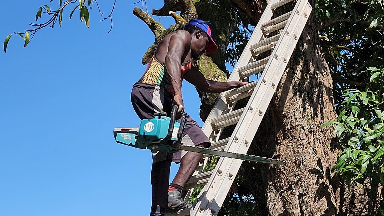 Cutting Trees 🌳 Around The Community | Dangerous chainsaw Cutting From Tree