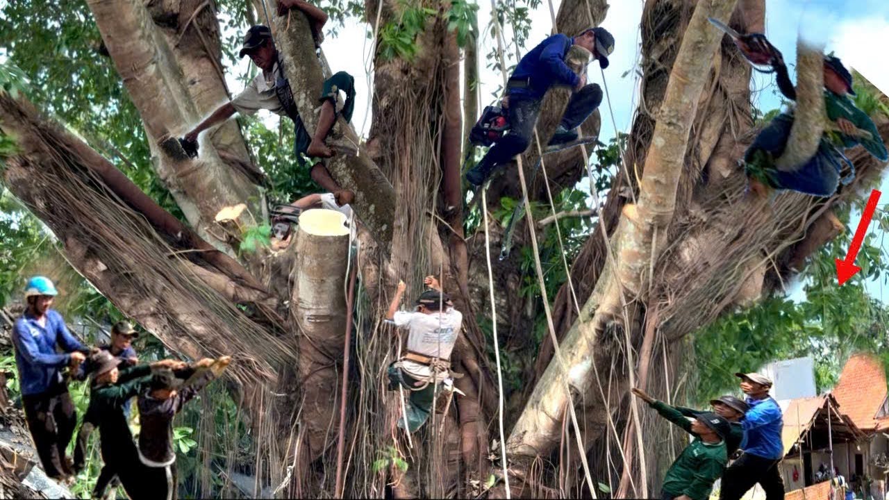 Lạnh Người, Cưa Sộp Khủng,Tàn Nhánh Um Tùm Khủng Khiếp, Bao Phủ Lên Nhiều Ngôi Nhà, Cưa Kỹ Thuật 