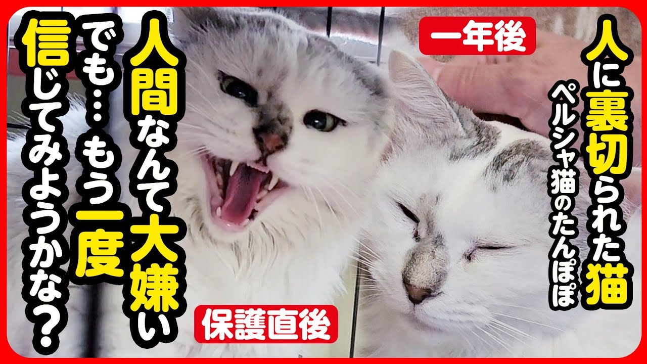 【感動】人に裏切られ、心を閉ざした保護猫...愛されることを知り、自分らしさを取り戻していくまでの1年間