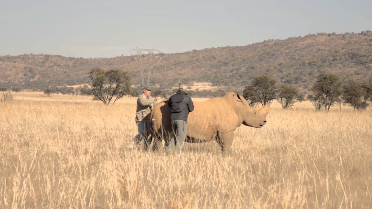 I-DETECT helps protect the rhino with Vodacom M2M
