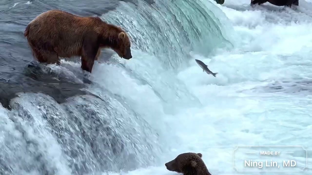 Bear Kingdom at Brooks Falls 2022