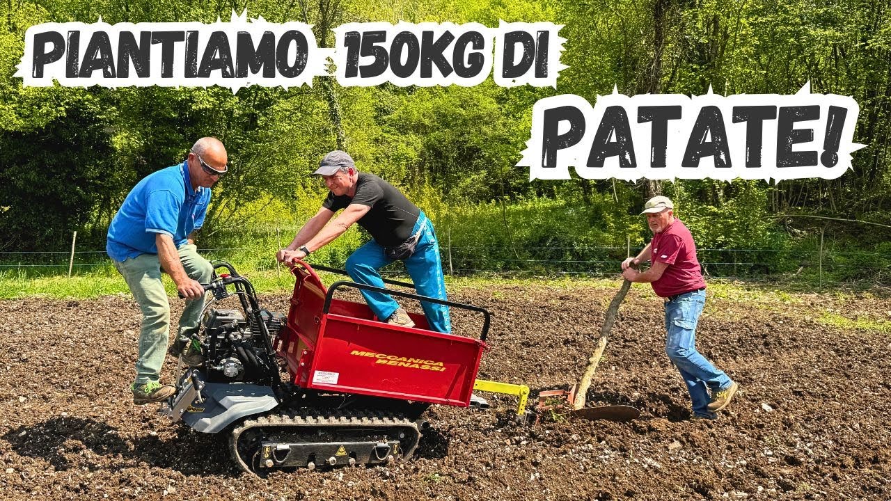 Piantiamo 150kg di PATATE con la MOTOCARRIOLA Benassi MB 500! | Finetti (VR) |