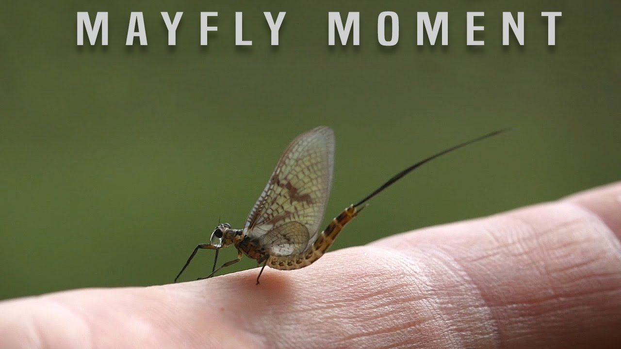 A Mayfly Moment
