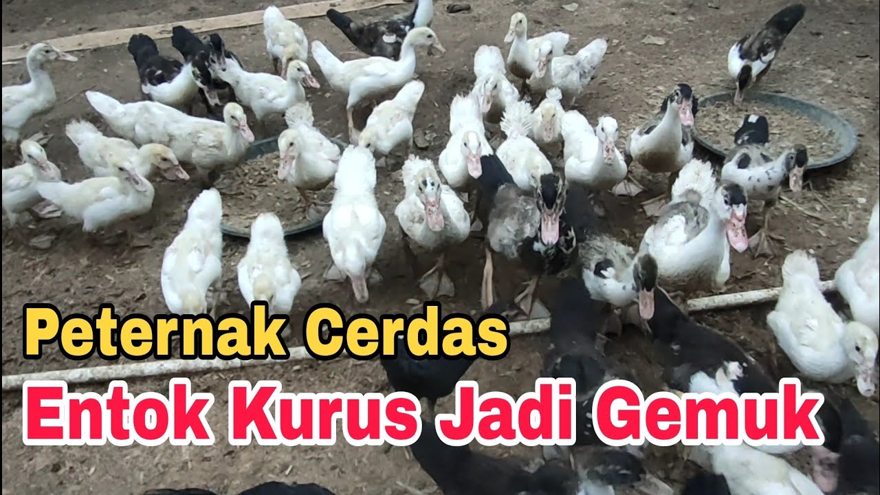Entok Kurus Jadi Gemuk