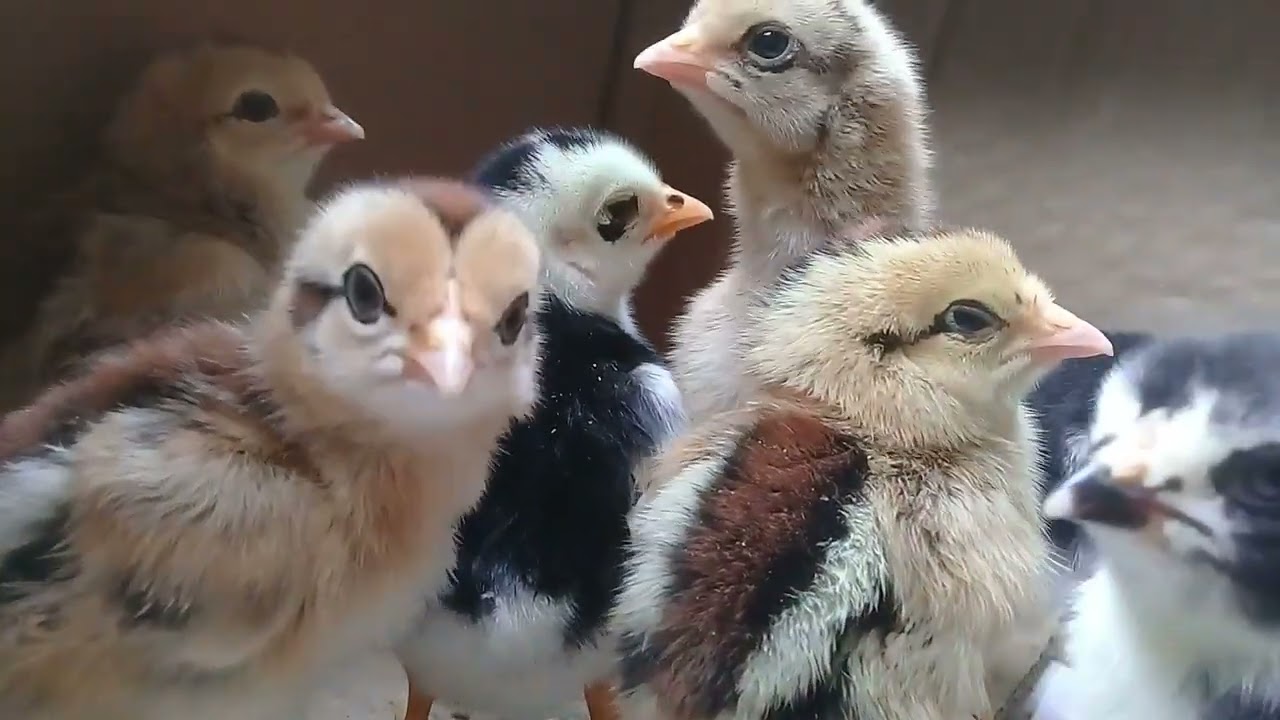 Masalah Seputar Perawatan DOC dan Solusinya