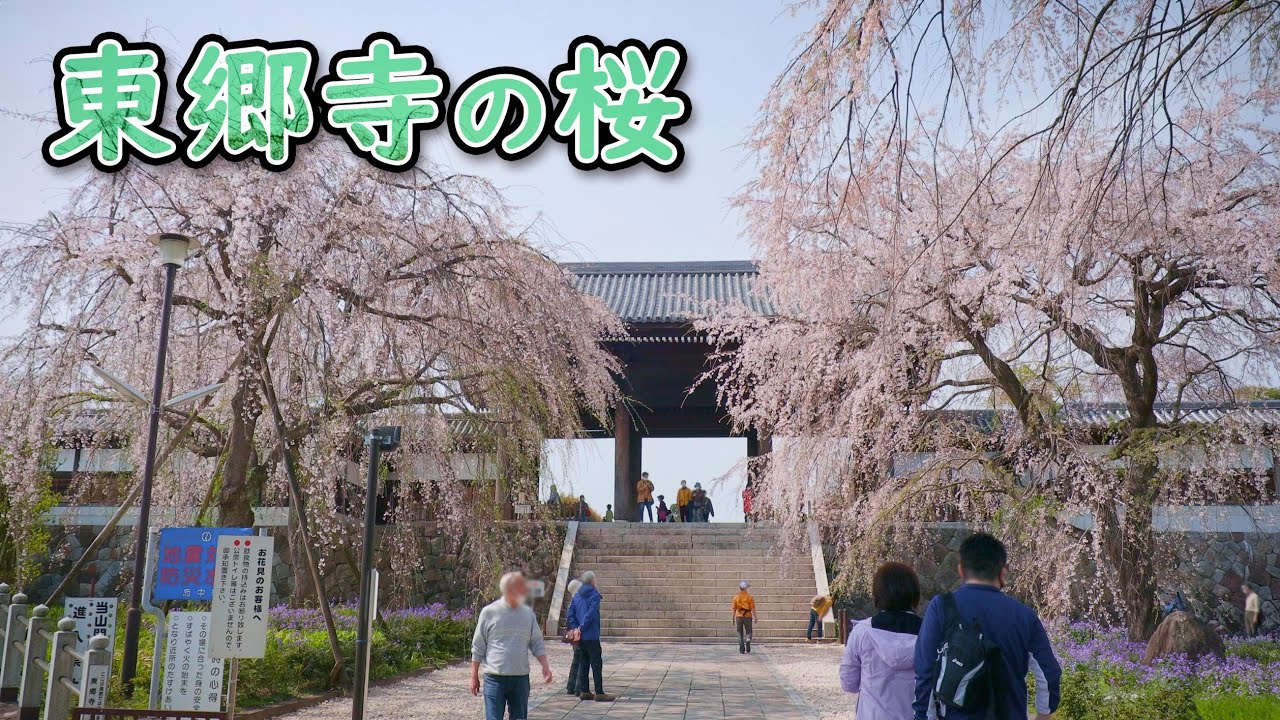 東郷寺の枝垂れ桜 4K Weeping cherry tree at Togoji Temple