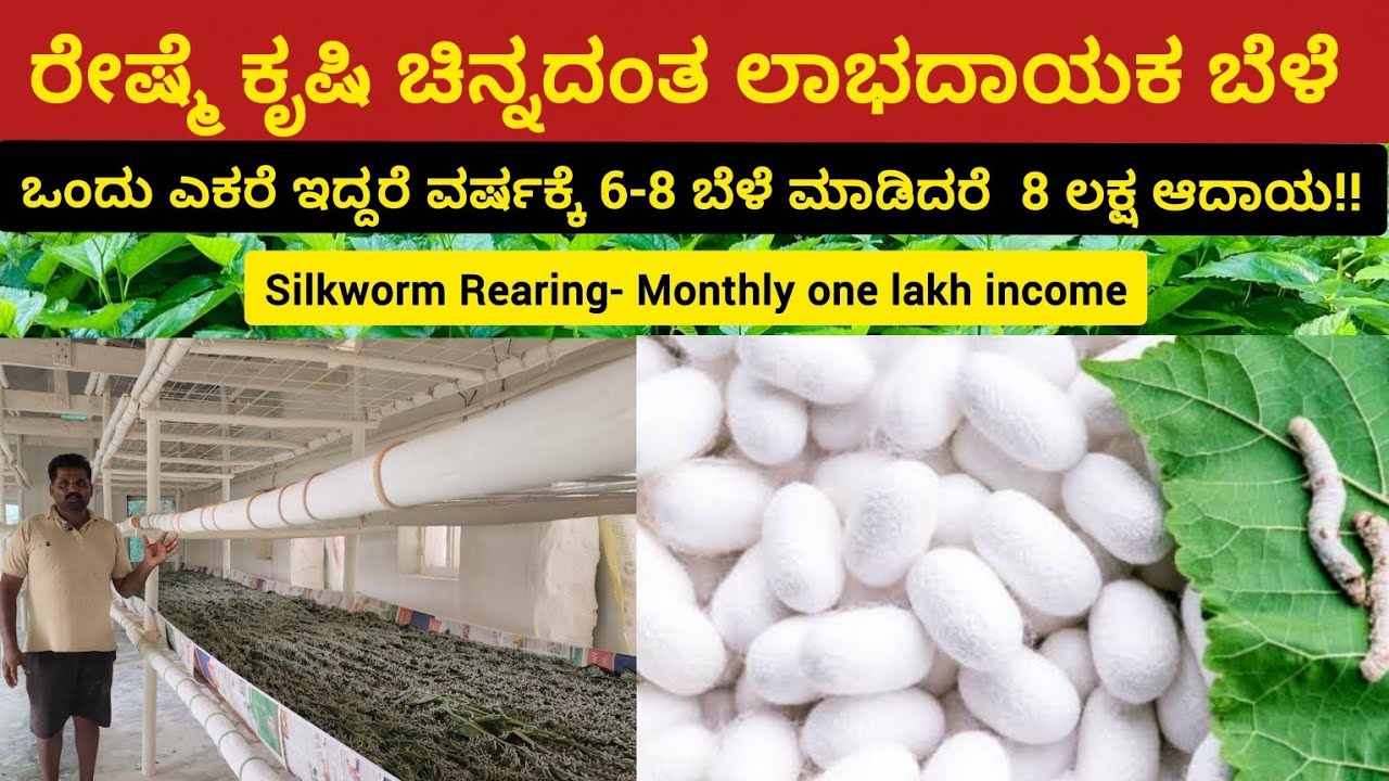 ಒಂದು ಎಕರೆಯಲ್ಲಿ ತಿಂಗಳಿಗೆ ಒಂದು ಲಕ್ಷ ಆದಾಯ ರೇಷ್ಮೆ ಕೃಷಿಯಿಂದ!!, ರೇಷ್ಮೆಯಿಂದ ವರ್ಷಕ್ಕೆ 6-8 ಬೆಳೆ 8 ಲಕ್ಷ ಆದಾಯ 