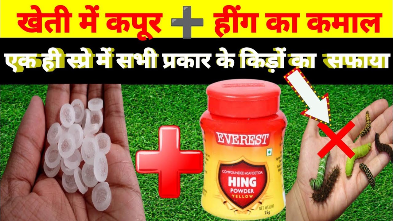 खेती में कपूर ➕ हींग का कमाल । Best Organic Fungicide & Insecticide ।