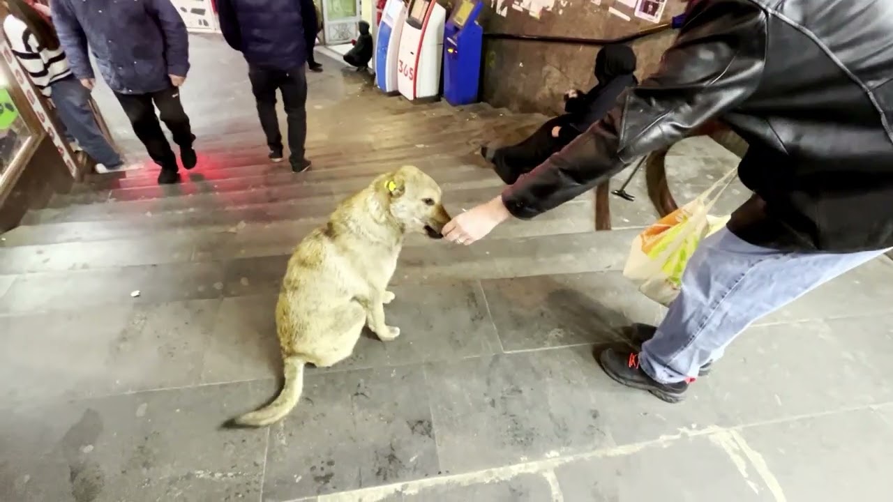 Dogs Of Tbilisi, Georgia! #streetdogs #adoptstrays #doglove #dogs