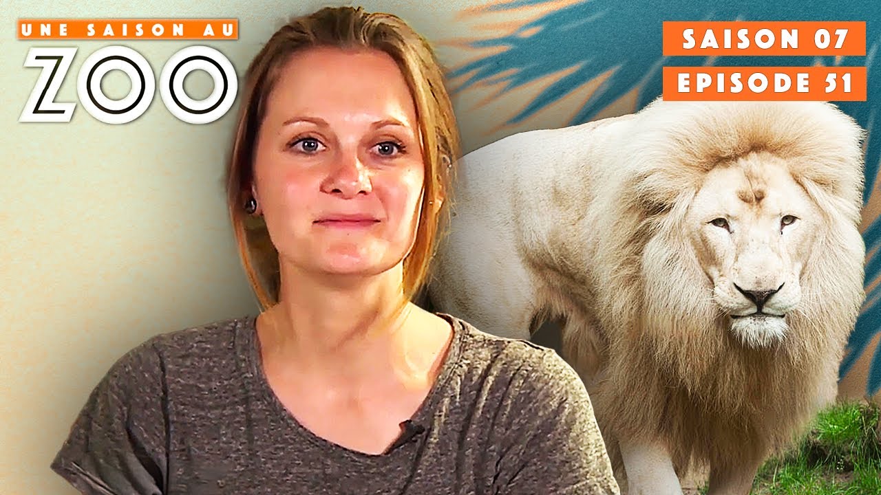 Yao le Lionceau s'est blessé à la Queue... | S07EP51 | Émission intégrale | Une saison au zoo