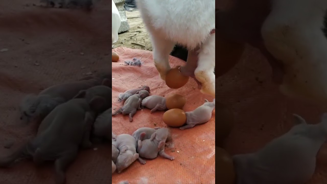 rabbit giving birth to eggs #animals #cute #pig #kitten #babyanimals #funnycute #rabbitgivingbirth