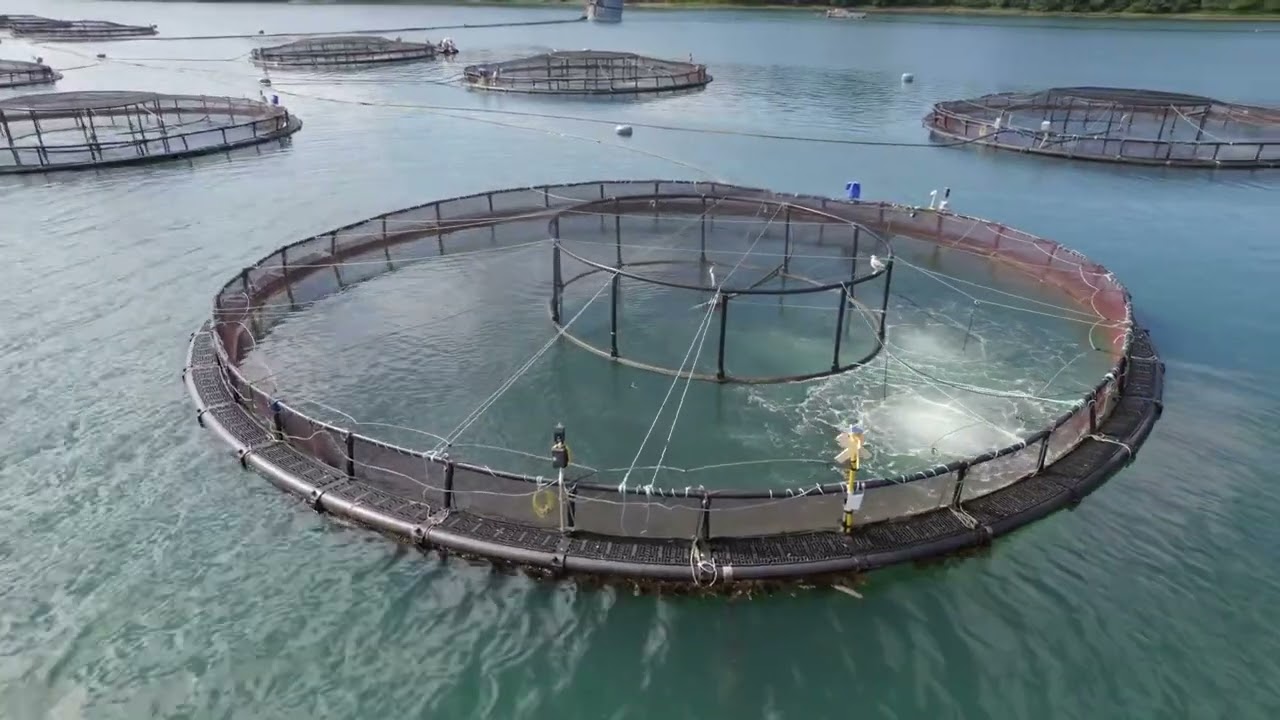Billionaires in Aquaculture: Revealing their Hidden Secrets