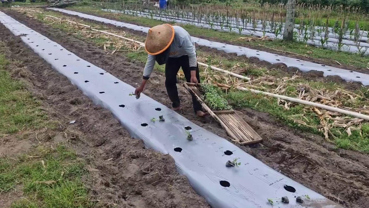 BOOST YOUR HARVEST! HAND-PREPARING WATERMELON SEEDLINGS BEFORE TRANSPLANTING - Agriculture Gardening