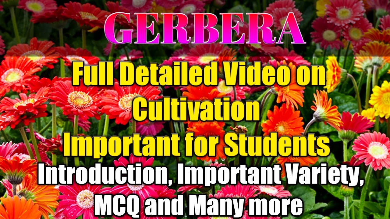Cultivation of Gerbera || जरबेरा की खेती || For Students