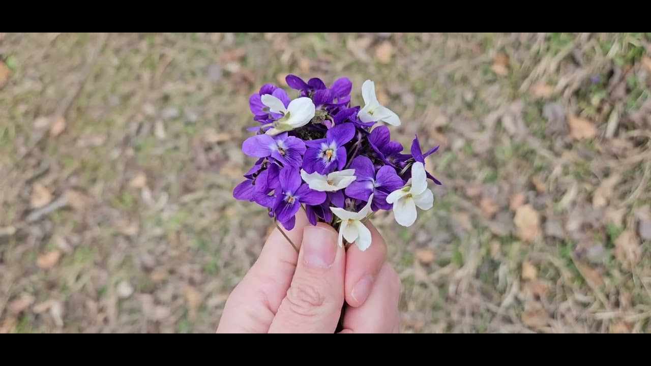 💐ЕЛАТЕ С НАС ЗА ТЕМЕНУЖКИ 💐