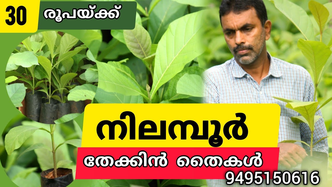 നിലമ്പൂർ തേക്കിൻ തൈകൾ 30 രൂപയ്ക്ക് /Nilambur Teak Plants 9495150616 Alakode #teakplants #nursery