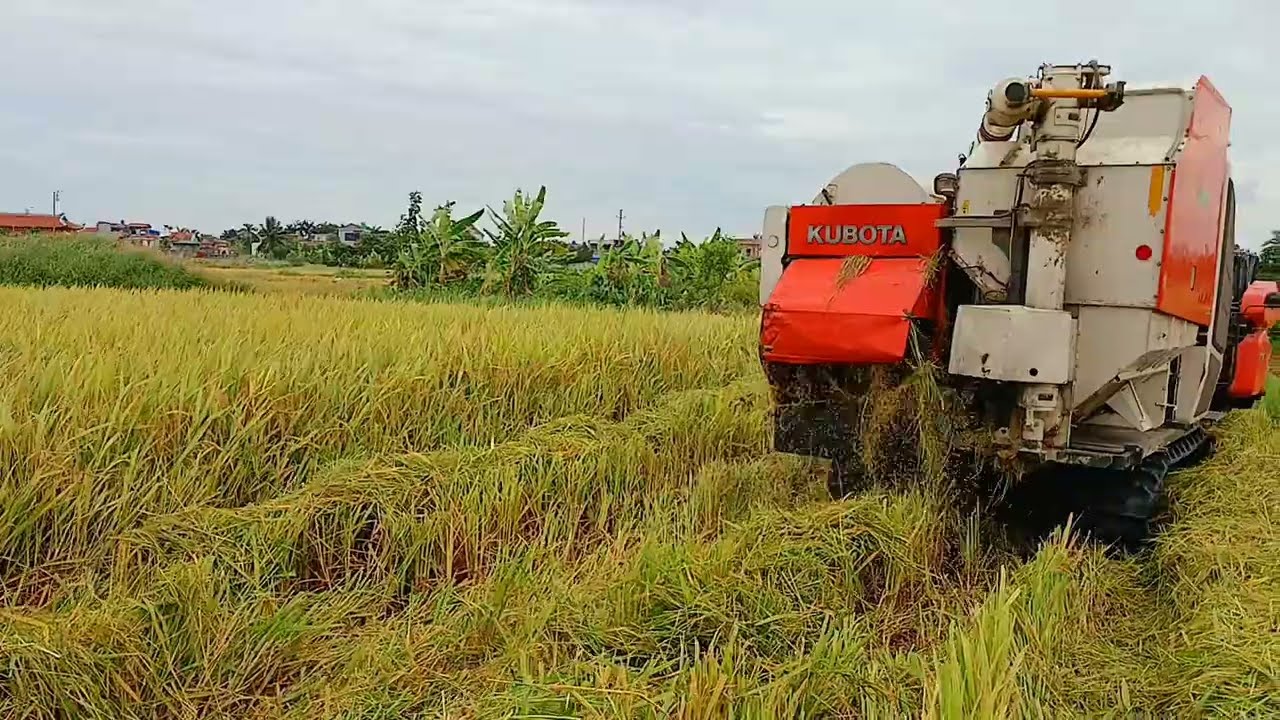 Đã thu hoạch xong vụ xuân