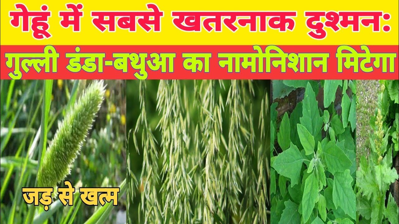 गेहूं खरपतवार नियंत्रण 2025 | गुल्ली डंडा, जंगली जई, बथुआ की बेस्ट दवाई | बंपर पैदावार