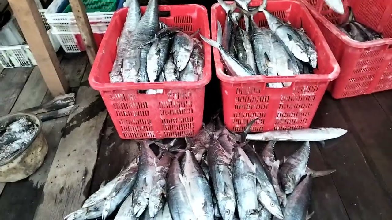 Nelayan dapat ikan tenggiri hasil mukat 1hari 3fiber(vlog)