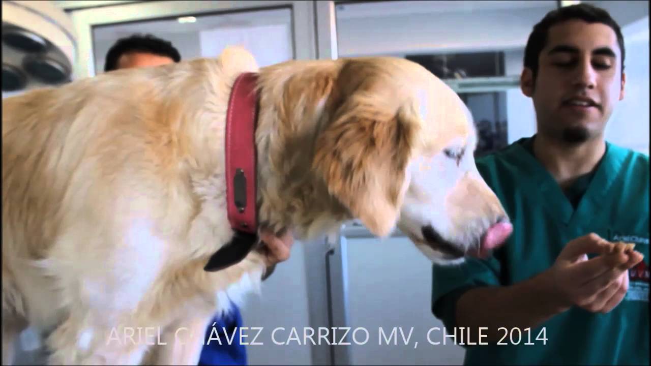Examen Neurológico Canino. Parte 2 Evaluación de los Signos de la Cabeza