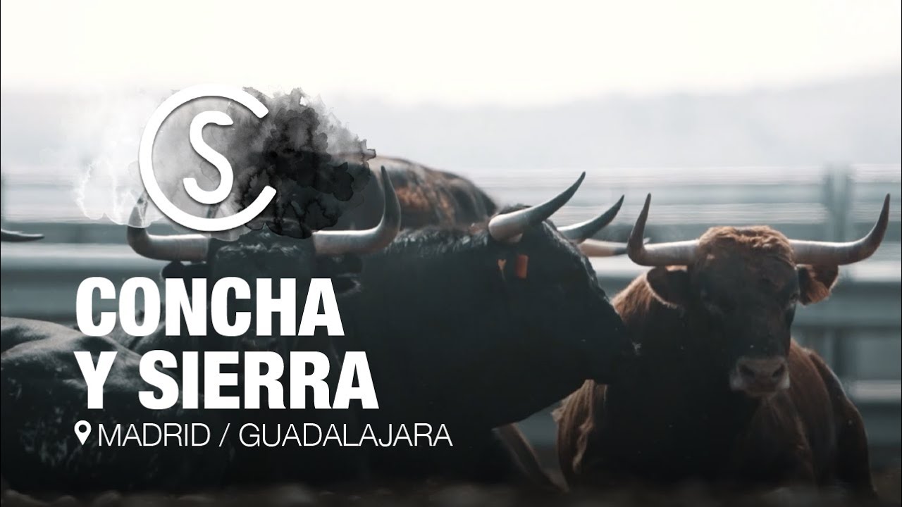 TOROS de CONCHA Y SIERRA... ¡Así viven!