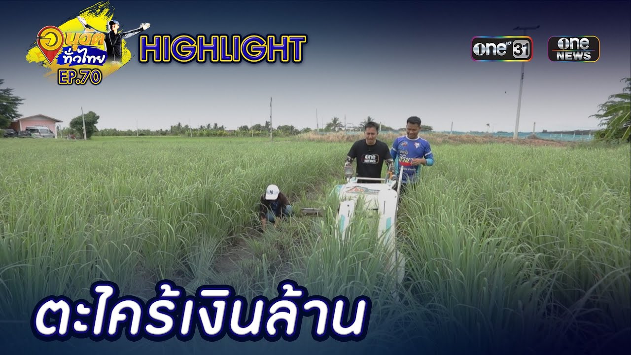 ปลูกตะไคร้เงินล้าน จ.พิษณุโลก | Highlight | อนุวัตทั่วไทย | EP 70 | one31