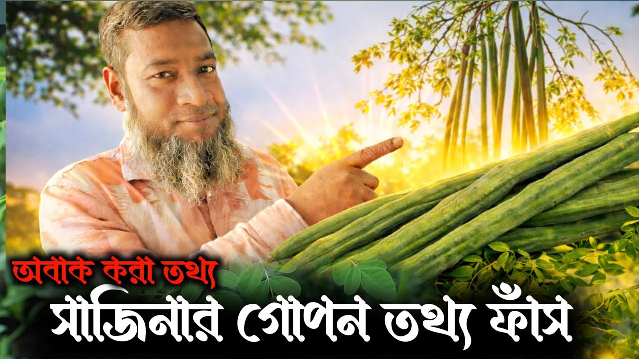 দুধের চেয়ে অধিক ক্যালসিয়াম সমৃদ্ধ সাজিনা | সাজিনা ফুল ও বীজ খাবার ও ঔষধি কাজে ব্যবহার করা হয় | 