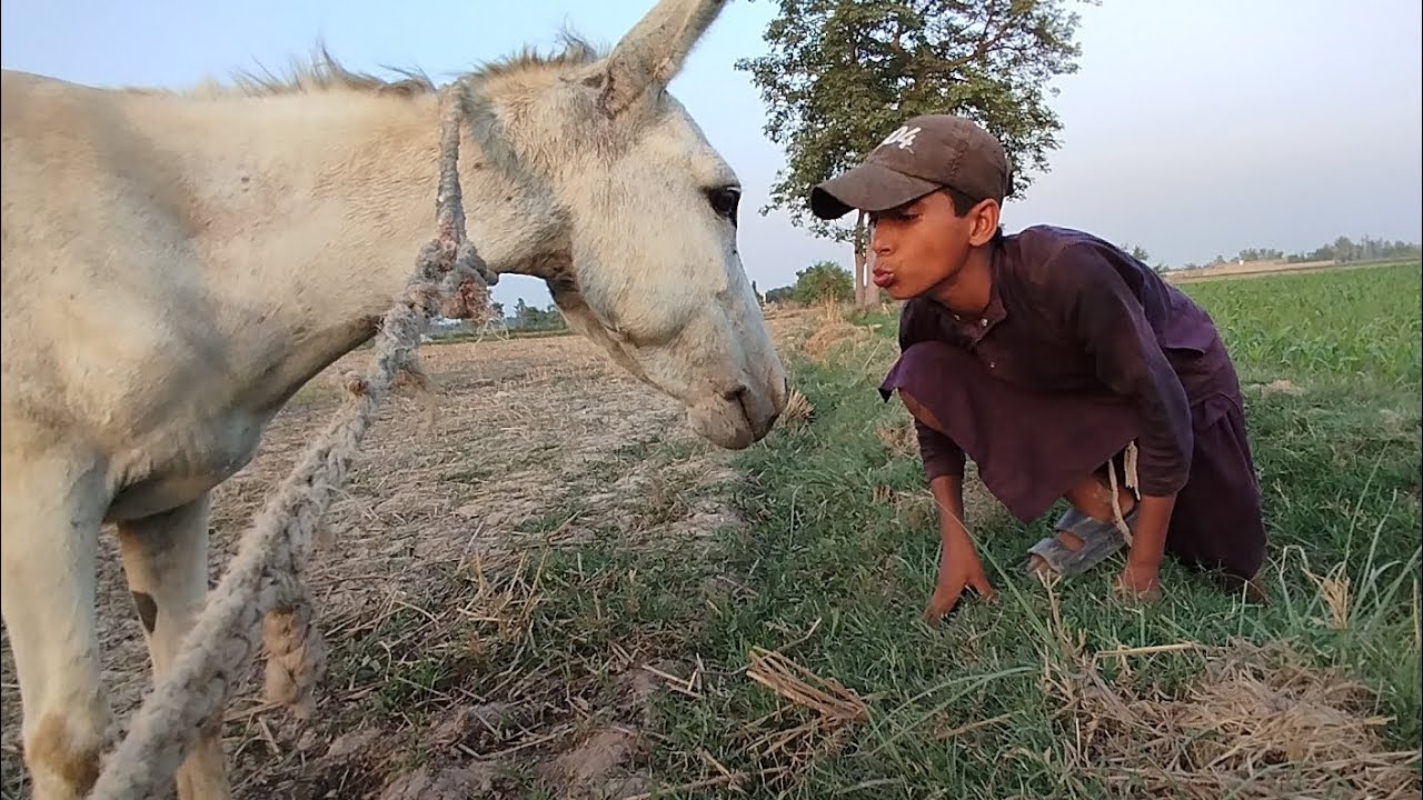 Wao amazing donkey play boy today in the fun fields.
