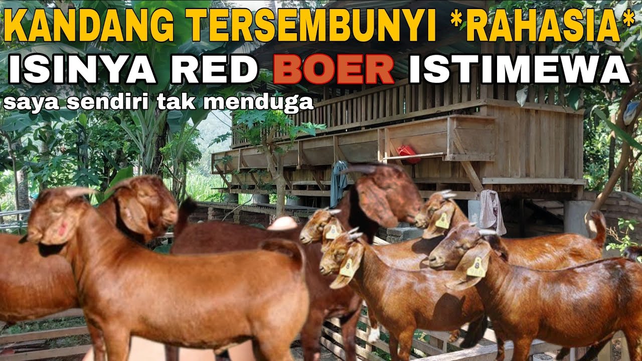 Red Boer - di sembunyikan
