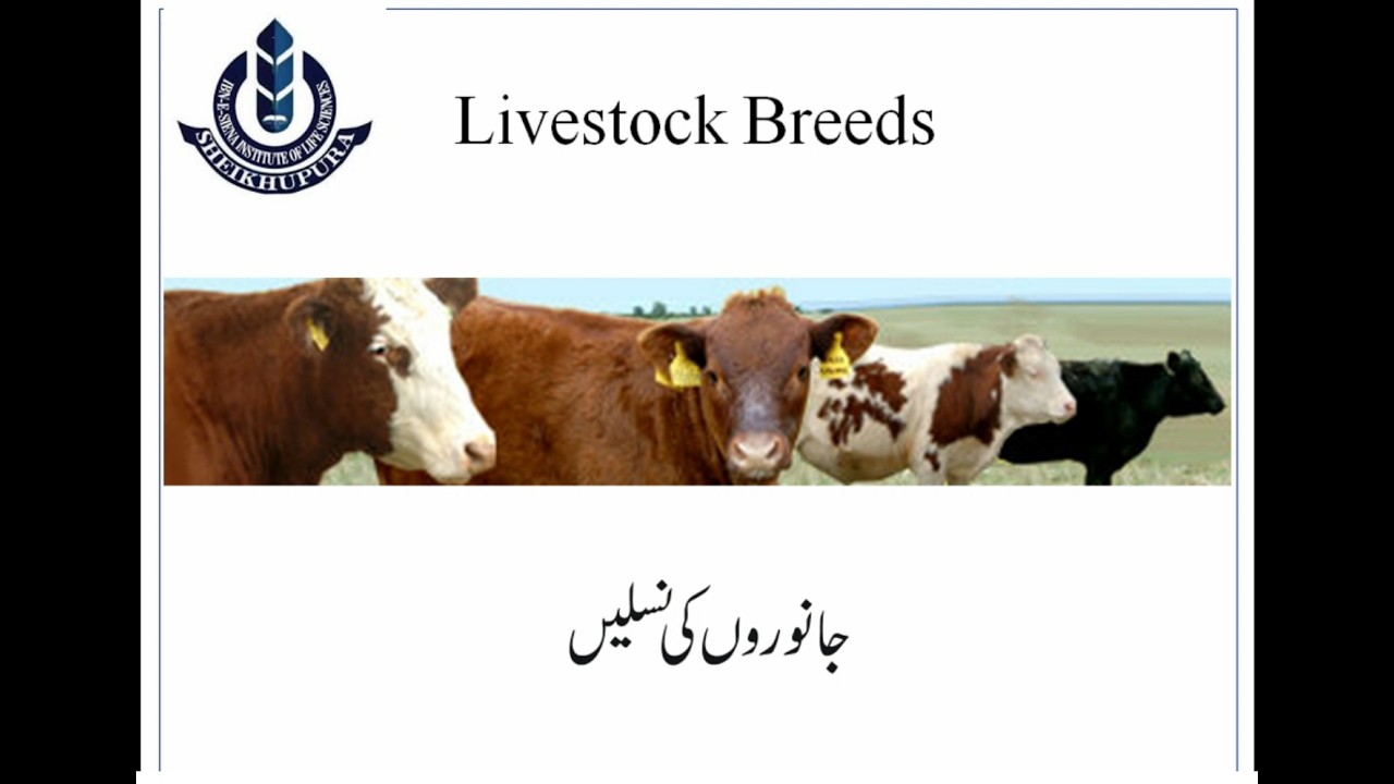 Pakistan Mein Dairy Farming & Livestock Breeds Guide| گائے اور جانوروں کی بہترین نسلیں Lecture No:03