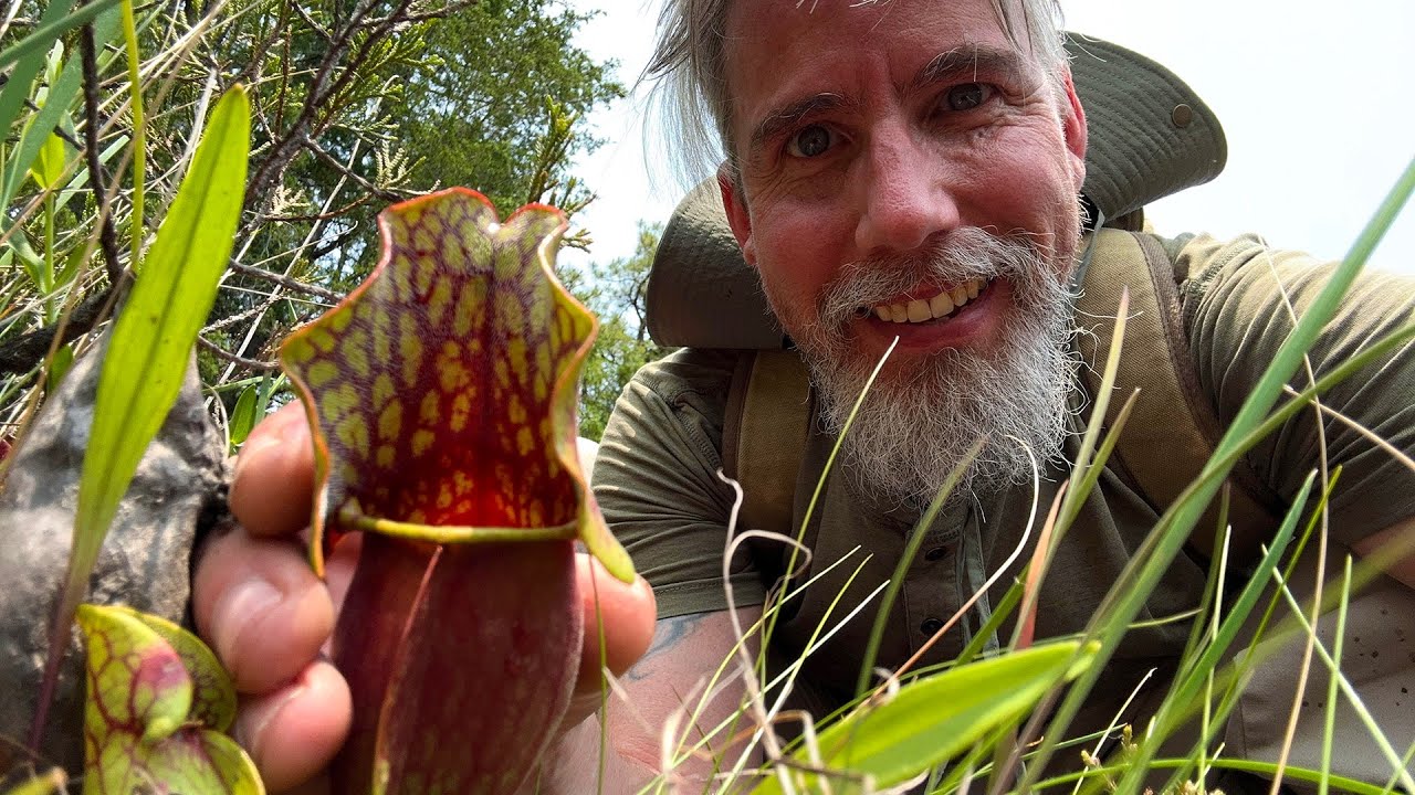 Carnivorous Plants of the NJ Pinelands | Webb's Mill Bog & Batsto Village to Tom's Pond Trail | ASMR