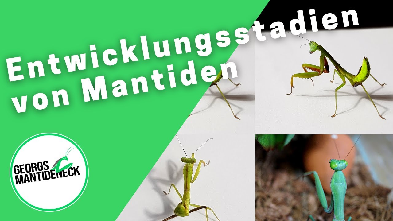 Alle Entwicklungsstadien der Mantodea von L1 bis L10 - Hierodula majuscula