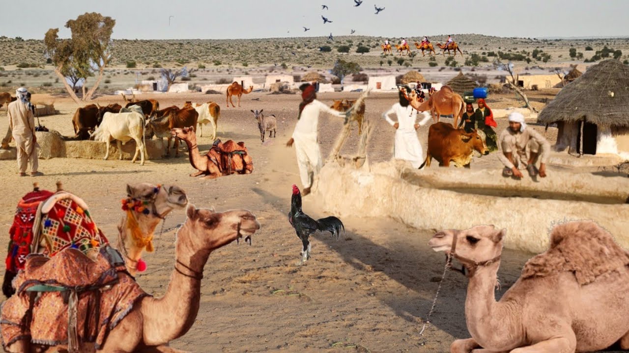 Great Desert Village Life Pakistan Near Border | Ancient Culture | traditional cholistan village