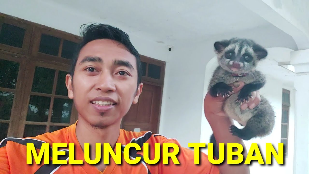 Kirim Musang Jinak, Lucu dan Bonding ke Tuban