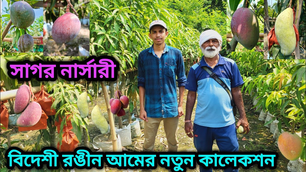 সাগর নার্সারীর বিদেশী রঙীন আমের নতুন কালেকশন। Sagar Nursery Colorful Mango Collection.