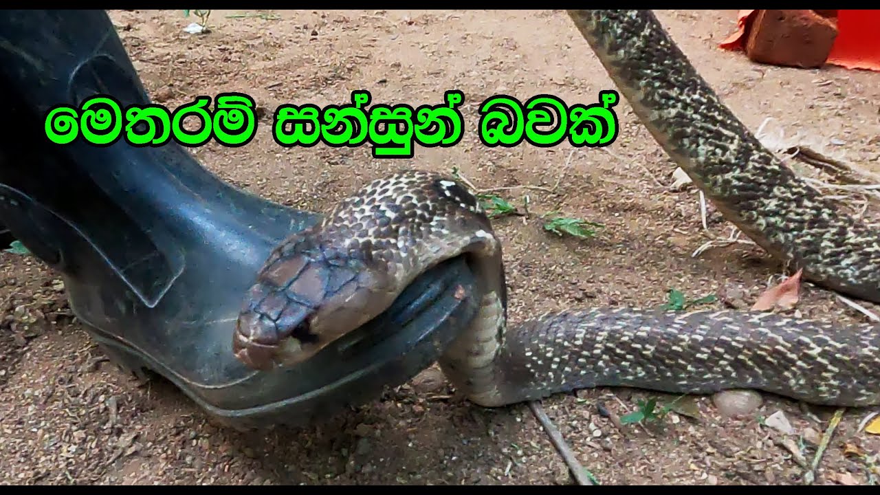 The giant cobra was hiding in the pile of dirt