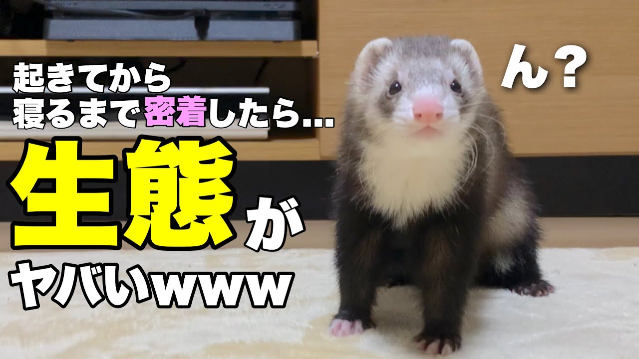 フェレットが起きてから寝るまで密着して観察してみたwww【ルーティン】
