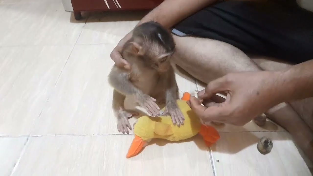 Monyet cute caca kaget melihat bayangan nya di pintu kulkas