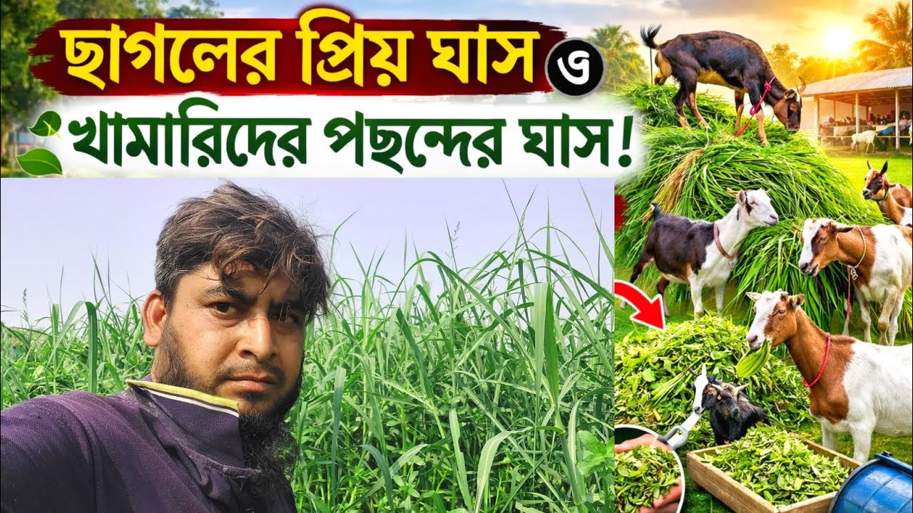 যেটা না থাকলে খামার বন্ধ হয়ে যাবে || জার্মান ঘাস ছাগলের প্রিয় খাদ্য ||