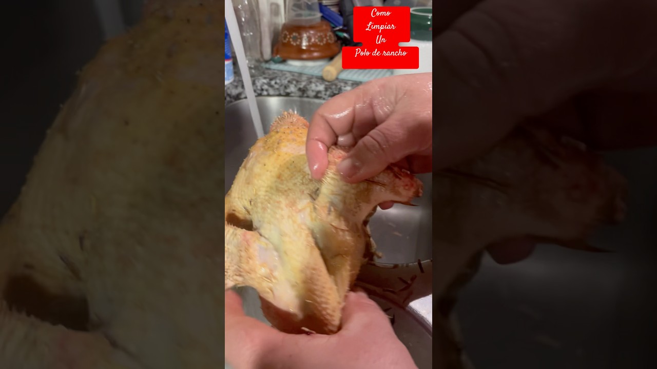 Fácil manera de limpiar una gallina criolla 