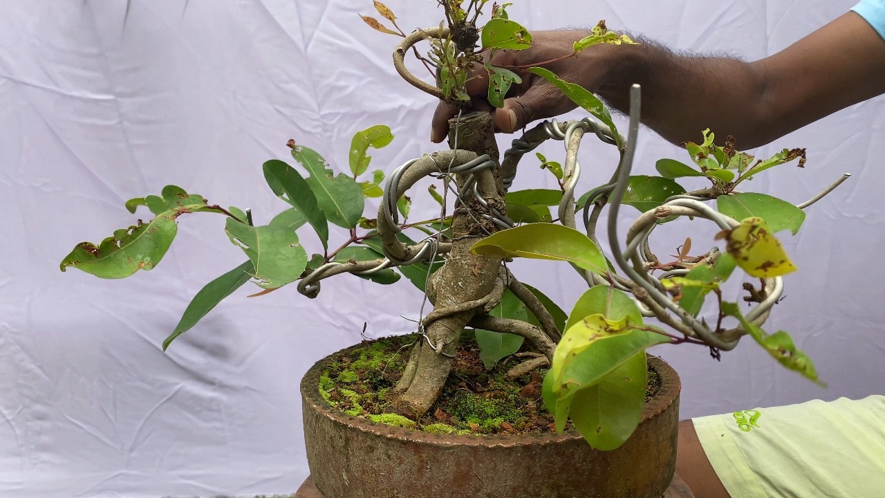 දම් ගහක් බොන්සායි කලා .