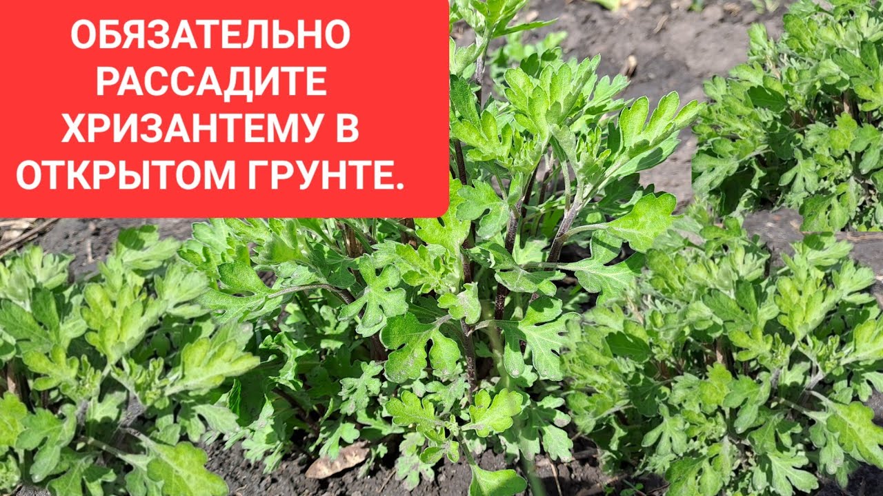 В СРОЧНОМ ПОРЯДКЕ СДЕЛАЙТЕ ЭТО С ХРИЗАНТЕМОЙ  В ОТКРЫТОМ ГРУНТЕ.
