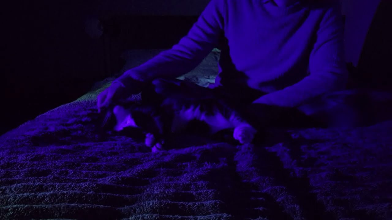Cat Scratches and Purring ASMR (No Talking, low light)