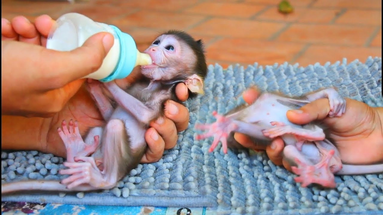 Very lovely little baby monkey drink tasty milk with big bottle