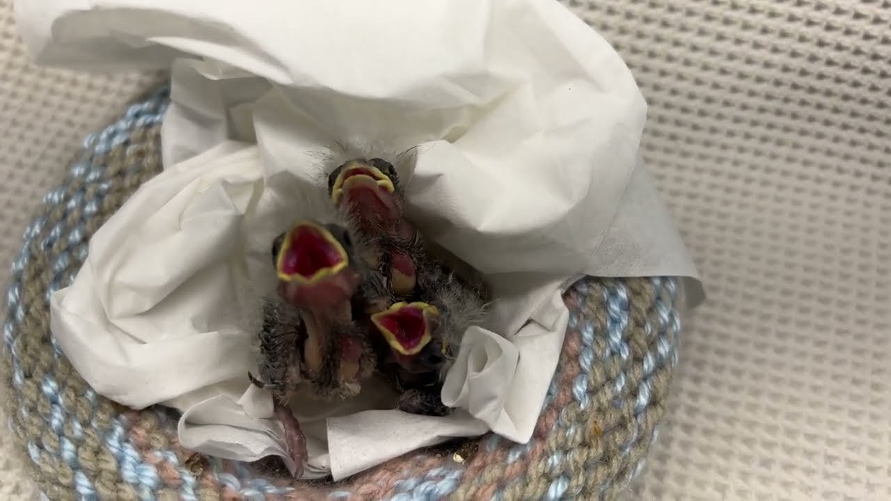 Orphaned House Finches in Care at WildCare