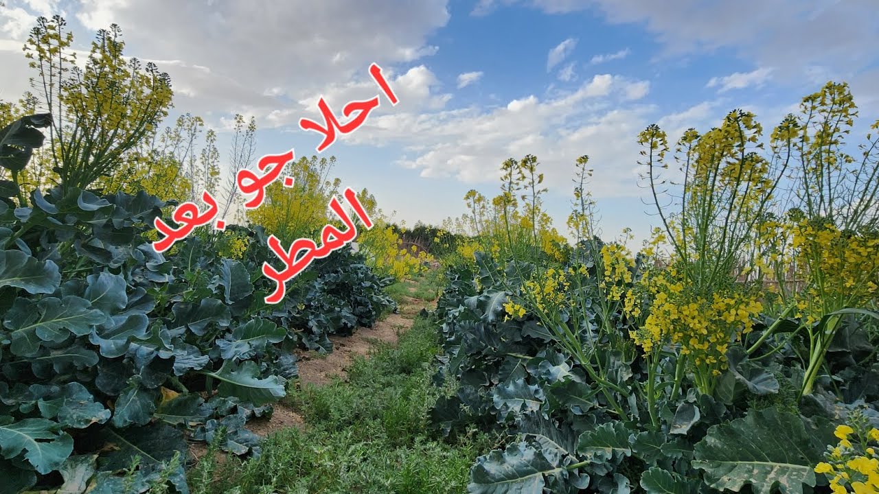 جولة بين المزروعات بعد الأمطار الغزيرة