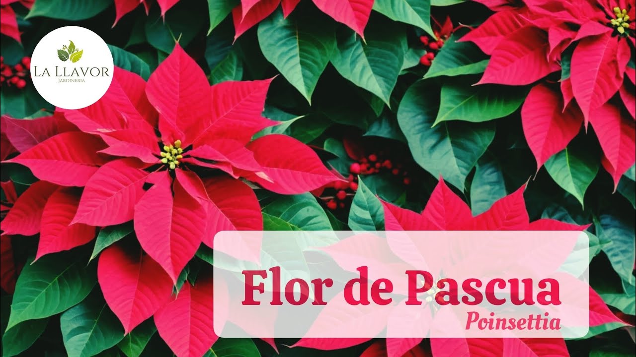 Flor de Pascua - POINSETTIA. Cuidados básicos