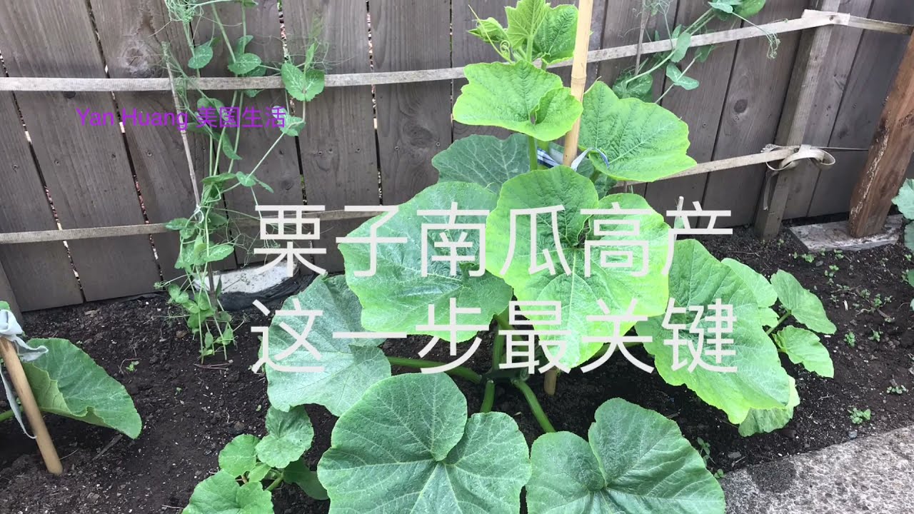 栗子南瓜高产，整蔓和压蔓最关键https://youtube.com/@yanhuang6825