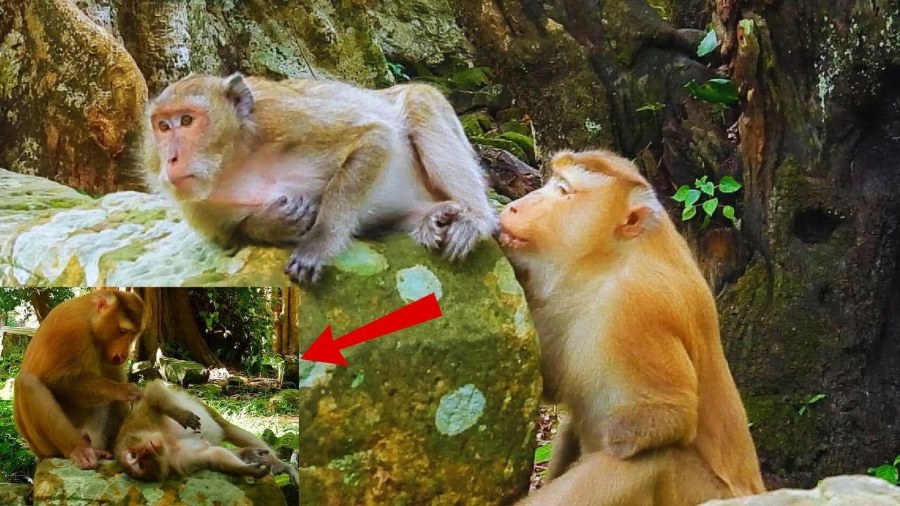 Life of Pongo&hellip;!!! King monkey Pongo takes care sister so careful & Tries to request milk her also
