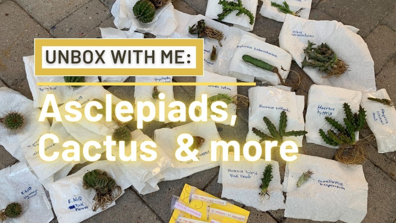 Unbox with Me: Asclepiads, Cactus and More